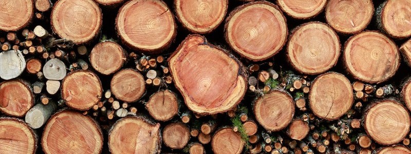 本物の木を使う